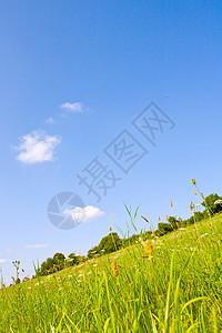 夏日的长春草原风景农场土地地平线环境蓝色全景植物栅栏生长图片