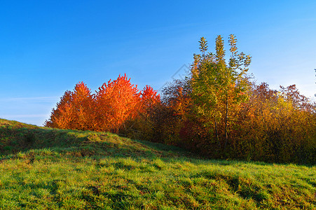 秋季风景绿色橙子太阳天空场景衬套红色草地晴天黄色图片