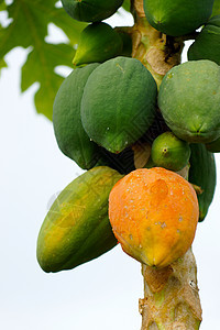 木瓜在树上成熟黄色绿色水果热带维生素橙子甜点收藏生长食物图片