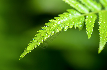 青叶上的雨滴叶子宏观植物群热带活力植物绿色树叶环境图片