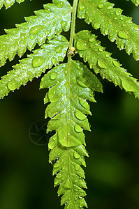 青叶上的雨滴植物群树叶叶子热带活力植物宏观环境绿色图片