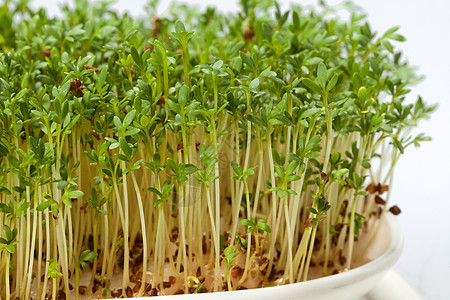 白色背景上孤立的紧固树苗饮食植物学沙拉绿色蔬菜植物生长生物叶子芳香图片