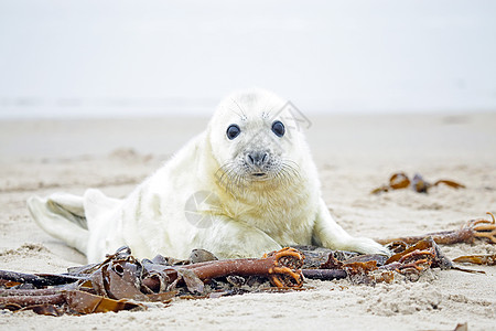 白色灰色海豹的白灰小海豹 在沙滩和大海面上显得不自在新生海滩荒野哺乳动物小狗毛皮海岸沙地婴儿沙丘图片