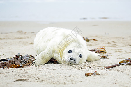 婴儿灰海豹在海滩上放松小狗海岸毛皮白色沙地荒野沙丘哺乳动物新生海藻图片