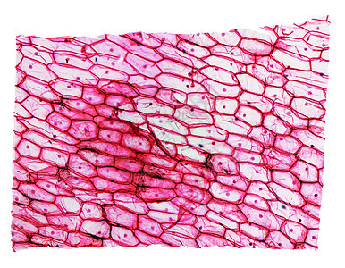 洋葱皮层显微镜实验室细胞核幻灯片照片微图皮肤光显微表皮光学宏观图片