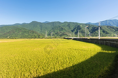 稻田农场季节风景热带生长收成场景谷物国家农村培育图片