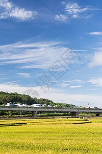 稻田农场植物热带场景蓝色食物牧歌谷物培育粮食场地图片