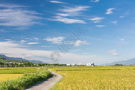 稻田农场风景农村国家天堂植物食物生长谷物天空牧歌图片