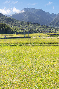 稻田农场热带国家场景农业生长农村收成粮食培育植物图片