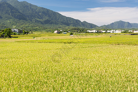 稻田农场场景收成牧歌蓝色热带谷物风景培育生长食物图片