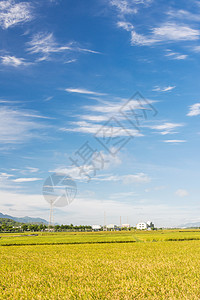 稻田农场国家农村粮食季节植物风景场地生长谷物蓝色图片