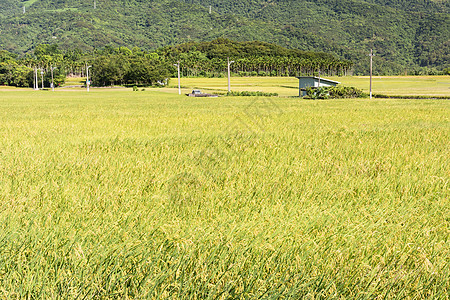 稻田农场收成国家热带培育食物蓝色谷物风景场景粮食图片