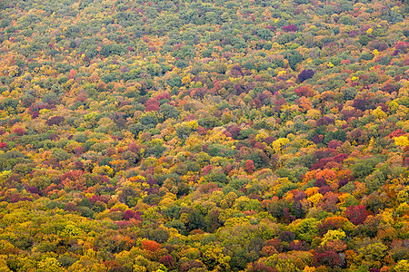 秋季叶子季节风景环境农村公园橙子场景树叶全景图片