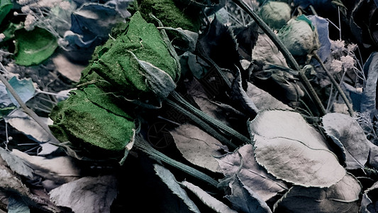 格朗盖玫瑰背景背景绿色尘土枯花花朵图片