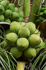 树上绿色椰子牛奶棕榈阳光植物情调团体食物生产水果异国图片