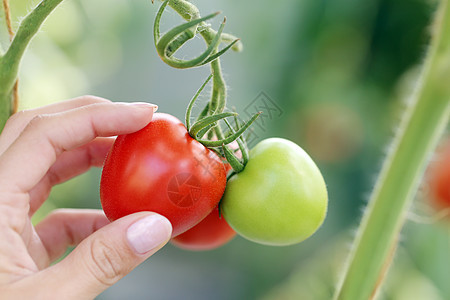 红番茄和绿番茄树叶农场花园烹饪蔬菜沙拉园艺水果饮食收成图片