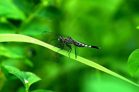 特写一只绿翅膀芨芨草野生动物蓝色生物宏观休息昆虫生活漏洞图片