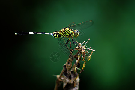 特写一只绿动物群追逐者生物生活昆虫野生动物翅膀蜻蜓绿色芨芨草图片