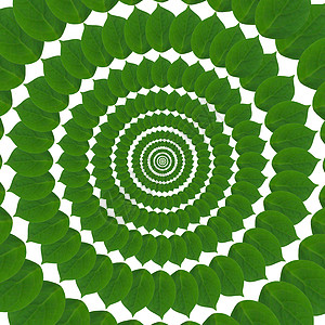 树叶绿圈植物叶子绿色装饰品艺术螺旋创造力圆形图片