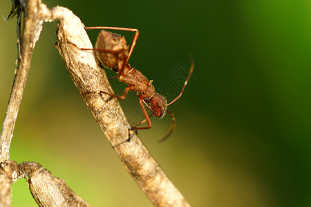 红蚂蚁在分支上行走劳动叶子害虫漏洞友谊天线野生动物工作捕食者工人图片