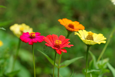 辛尼亚花 家庭喜剧粉色快乐园艺红色黄色花朵植物花瓣花束庆典图片
