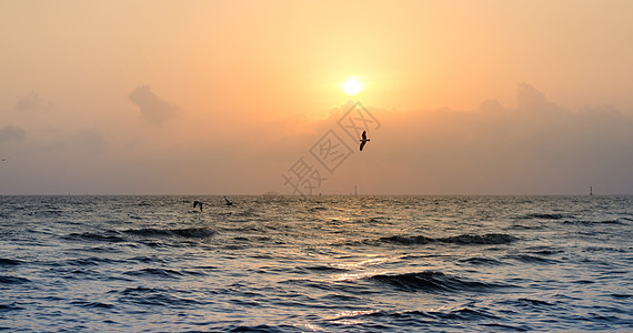 海鸥在海面上飞翔 日落美丽图片