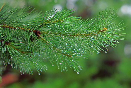 阵雨中的松树枝图片
