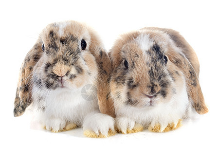 露兔兔婴儿工作室动物三色宠物背景图片