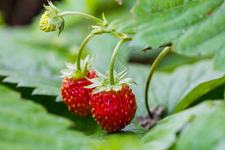 自然界的野生草莓特写植物群植物花园水果宏观食物叶子花束浆果生长图片