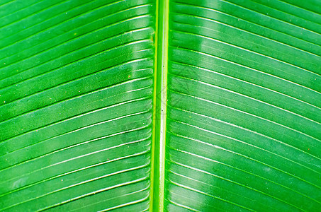 背光新绿色叶子的纹理背景生活静脉季节园艺植物生态香蕉棕榈森林晴天图片