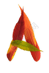 用叶子写的信字体刻字标签红色棕色森林植物艺术黄色字母图片