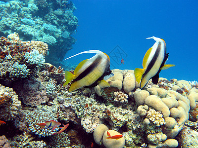 珊瑚珊瑚礁 热带海底有几条大旗鱼图片