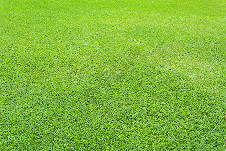 自然绿草背景游戏植物绿色植物环境草原草皮娱乐公园院子草地图片