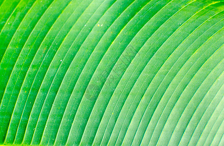 绿棕榈叶的线条和纹理植物学生长热带叶子生活环境荒野墙纸植物群静脉图片