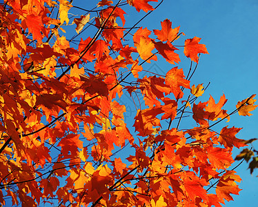 秋天的颜色橙子叶子季节性活力季节树叶蓝天树木图片