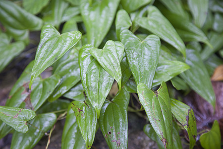 湿叶飞沫液体宏观环境生活雨滴植物水滴绿色花园图片