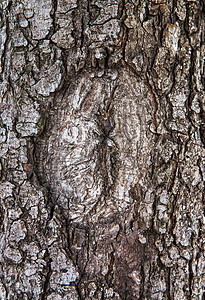 老树吧环境树干橡木植物崎岖皮肤木材公园粮食木头图片