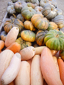 万圣节瓜生产葫芦黄色季节农场水果摊市场橙子收成绿色图片