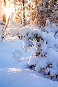 雪覆盖森林中的阳光图片