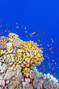 珊瑚礁与火珊瑚和异国情调的鱼 anthias 在热带海底的蓝色水背景日历娱乐浮潜运动海洋生物动物海床橙子气泡荒野图片