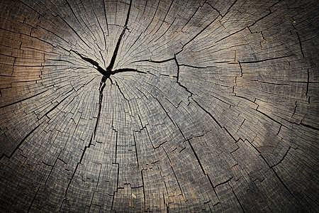林木树桩的纹理圆形硬木材料裂缝圆圈树干条纹松树日志戒指图片