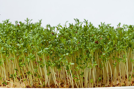 白色背景上孤立的紧固树苗绿色食物叶子植物植物学草本植物芳香发芽生长沙拉图片