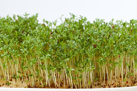白色背景上孤立的紧固树苗生长宏观蔬菜植物绿色食物饮食草本植物叶子沙拉图片