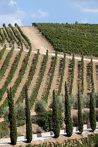 Montalcino和San Antimo周围最好的土制葡萄园树木场地农田地面收成植物爬坡种植水果生长图片