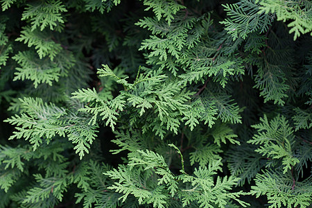 长绿色植物针叶商业树木木材绿色植物传统植被种子云杉图片