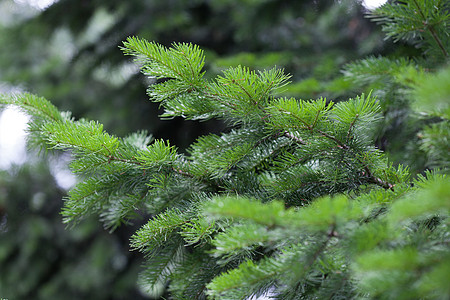 长绿色木材植被植物群绿色植物针叶树木场景云杉种子风景图片