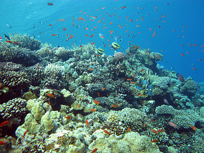 珊瑚礁与硬珊瑚和火珊瑚和异国情调的鱼在热带海底假期盐水野生动物石珊瑚浮潜蓝色荒野冒险运动海洋图片
