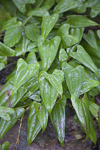 湿叶水滴液体宏观植物花园环境绿色雨滴飞沫生活图片