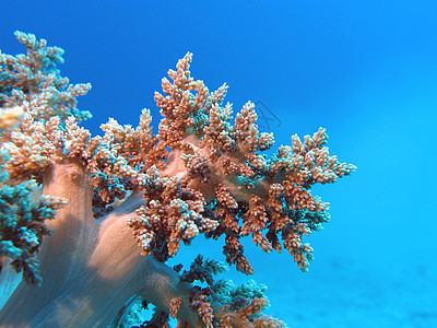 与软珊瑚的珊瑚礁在热带海底部在蓝色水背景水族馆野生动物海床海洋娱乐盐水海上生活潜水运动浮潜图片