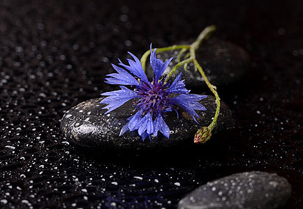 带水滴和玉米花的温泉石温泉岩石治疗石头药品反射卵石植物群雏菊花瓣图片